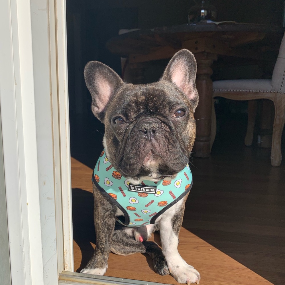 Frenchie appreciation post 💕💕 - Picture 6 of 8